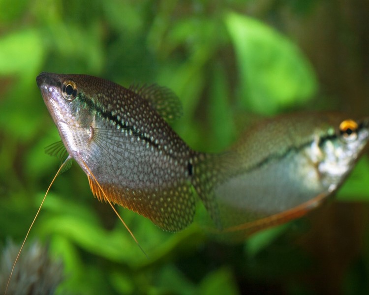 Pearl/Lace Gourami ~ 3cm - 4cm